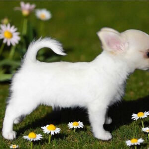 Maggie Chihuahua