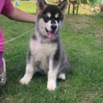 Makir-male-alaskan-malamute-puppy-for-sale-1