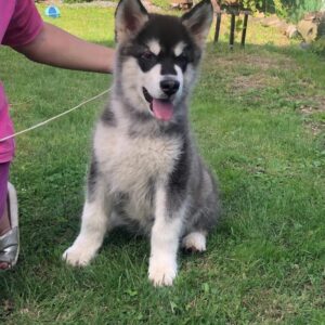 Makir Alaskan Malamute