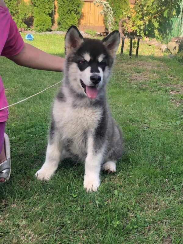 Makir Alaskan Malamute