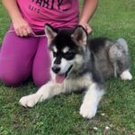 Makir-male-alaskan-malamute-puppy-for-sale-2