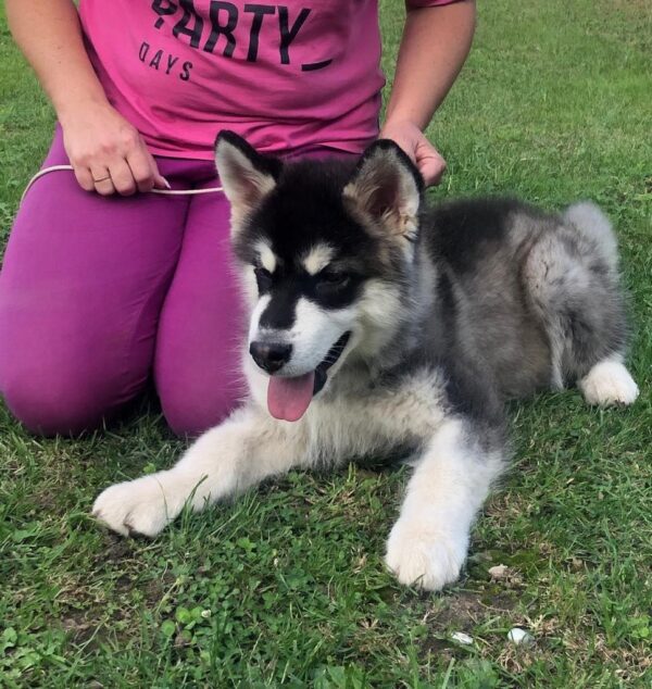 Makir Alaskan Malamute