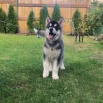Makir-male-alaskan-malamute-puppy-for-sale-3
