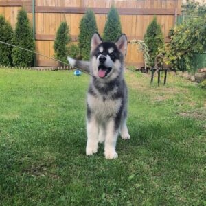 Makir Alaskan Malamute