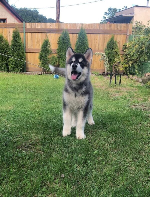 Makir Alaskan Malamute