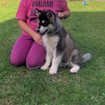 Makir-male-alaskan-malamute-puppy-for-sale-4