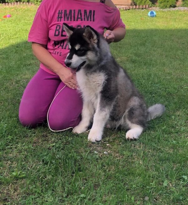 Makir Alaskan Malamute