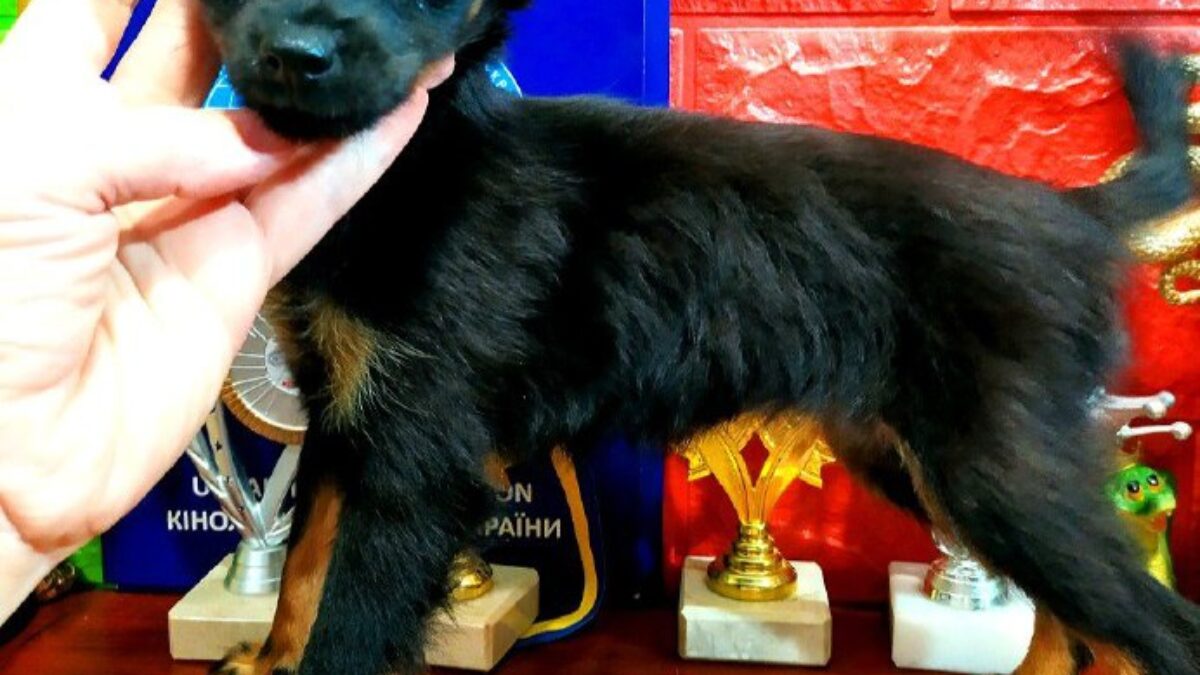 Russian Toy Terrier Dogs and Puppies for sale