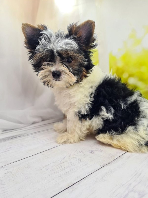 Mari Biewer Yorkshire Terrier
