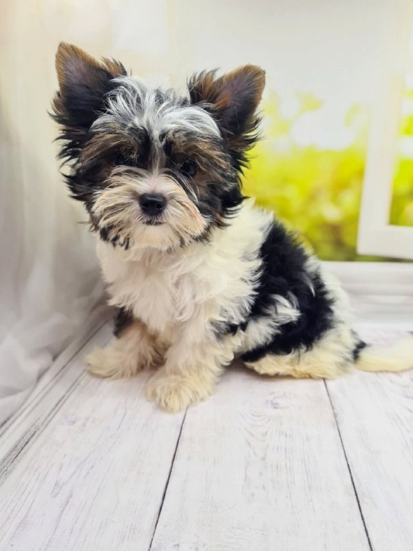 Mari Biewer Yorkshire Terrier
