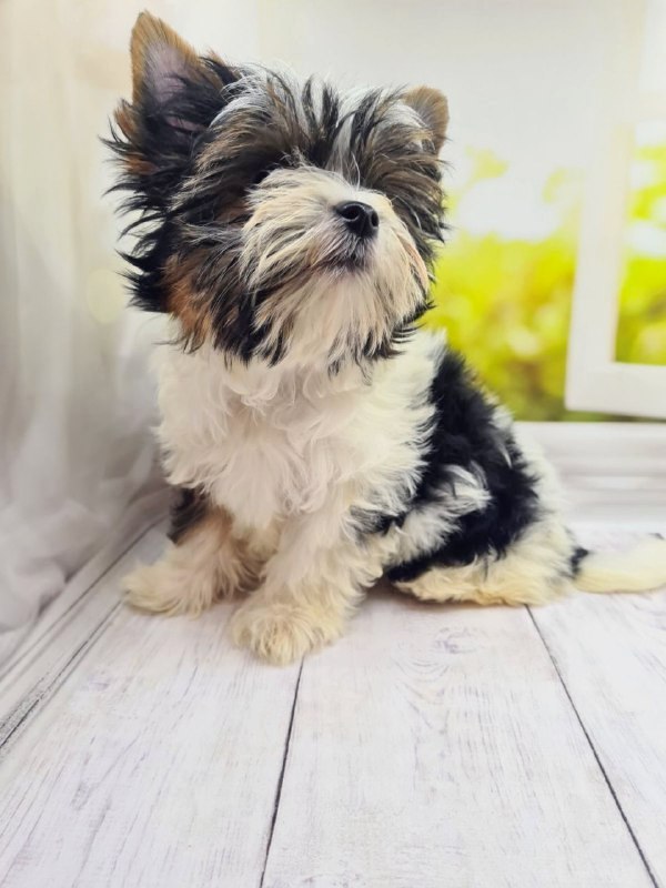 Mari Biewer Yorkshire Terrier