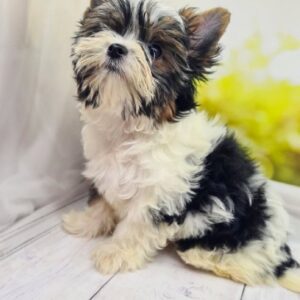 Mari Biewer Yorkshire Terrier