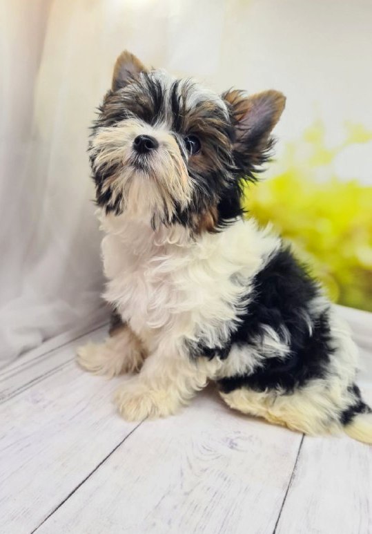 Mari Biewer Yorkshire Terrier