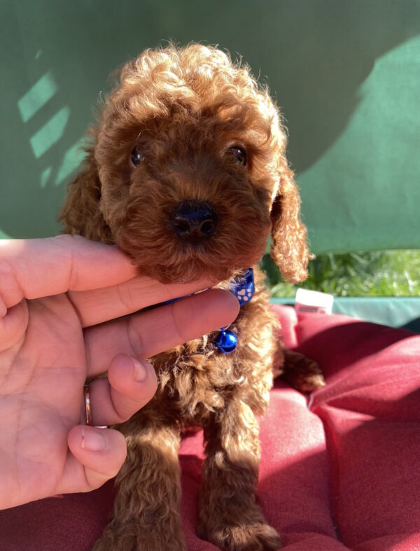 Marik Toy Poodle
