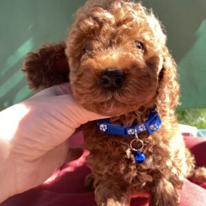 Marik Toy Poodle