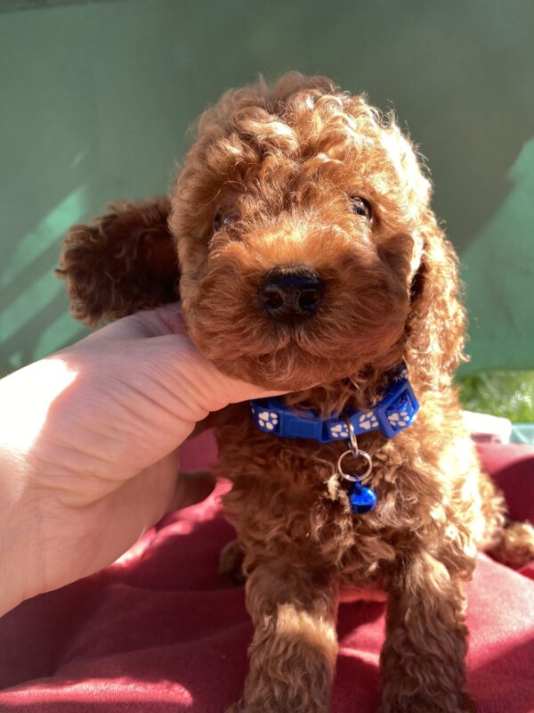 Marik Toy Poodle