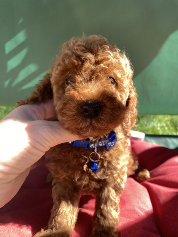 Marik Toy Poodle