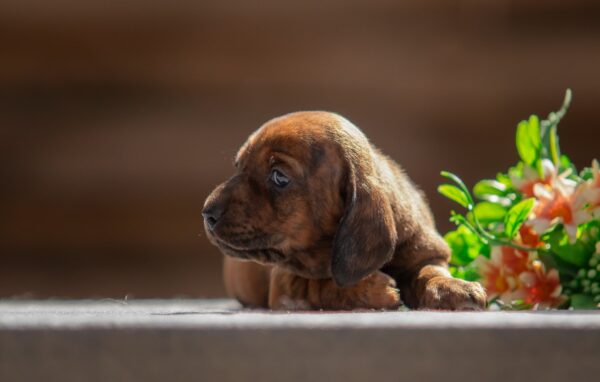 Mario Miniature Dachshund