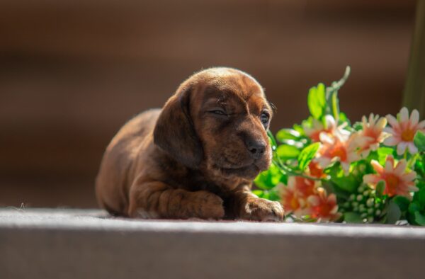Mario Miniature Dachshund