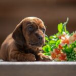Mario-male-miniature-dachshund-puppy-for-sale-1 (3)