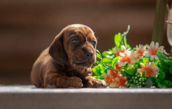 Mario Miniature Dachshund