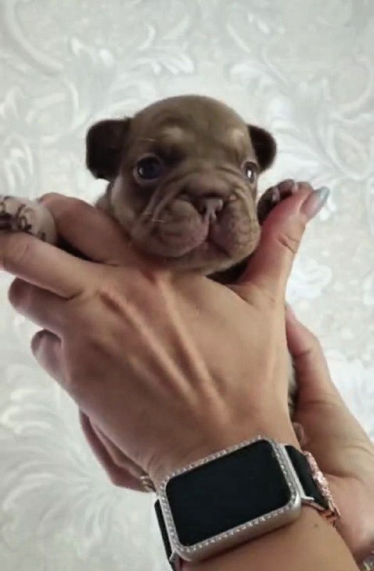 Marru Big Rope French Bulldog