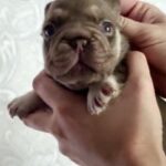 Luntik Big Rope French Bulldog