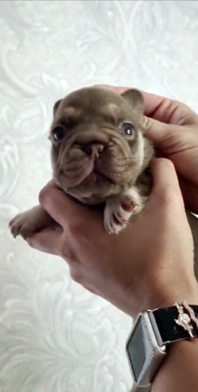 Marru Big Rope French Bulldog