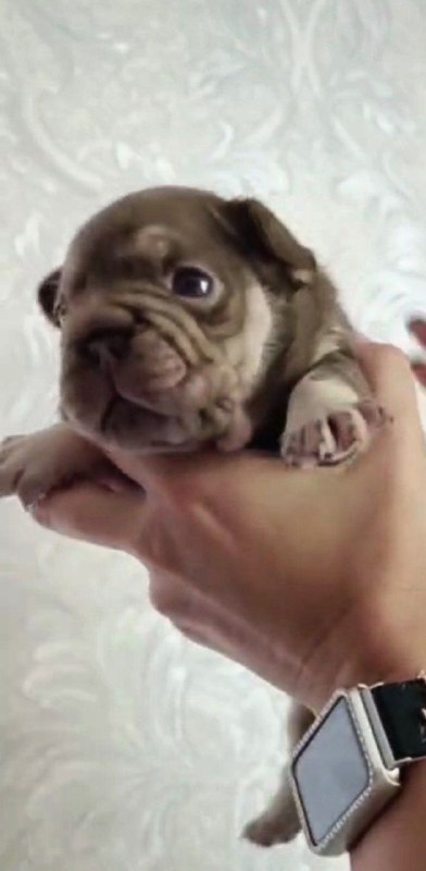 Marru Big Rope French Bulldog