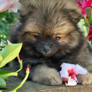 Martin Pomeranian