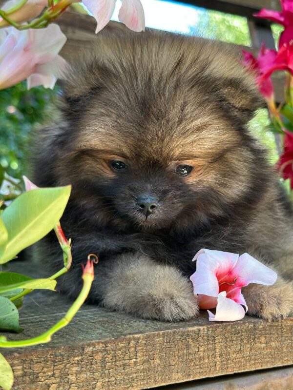 Martin Pomeranian
