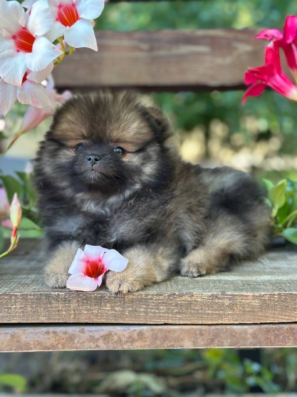 Martin Pomeranian