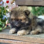 Martin-male-Pomeranian-puppy-for-sale-3