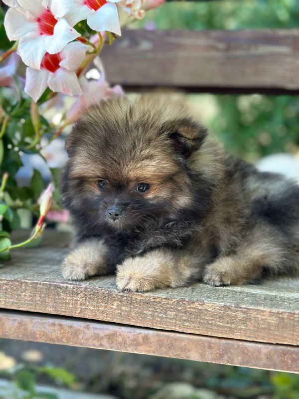Martin Pomeranian