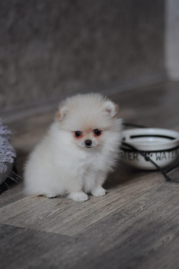 Mary Pomeranian