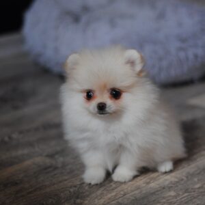 Mary Pomeranian