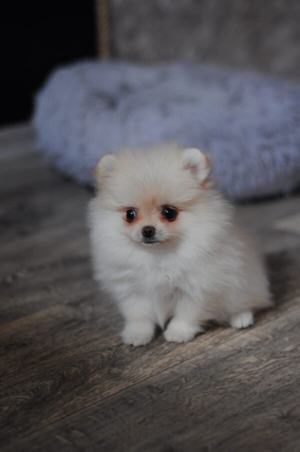 Mary Pomeranian