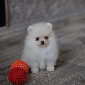 Masik Pomeranian