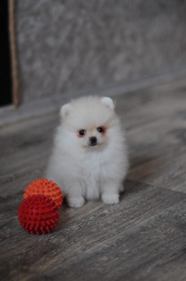 Masik Pomeranian