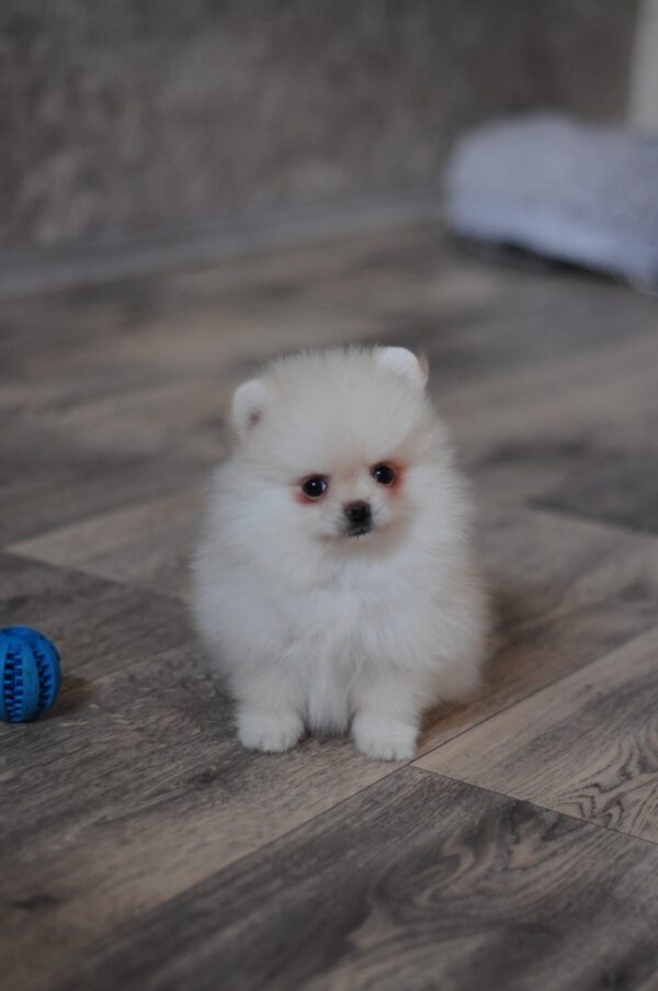 Masik Pomeranian