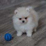 Masik-male-pomeranian-puppy-for-sale-1 (3)