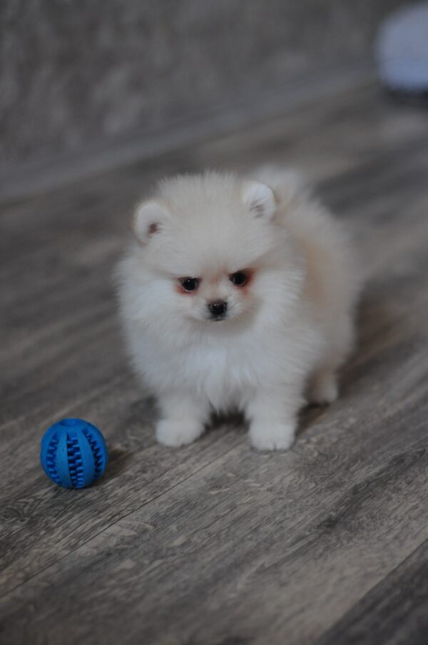 Masik Pomeranian