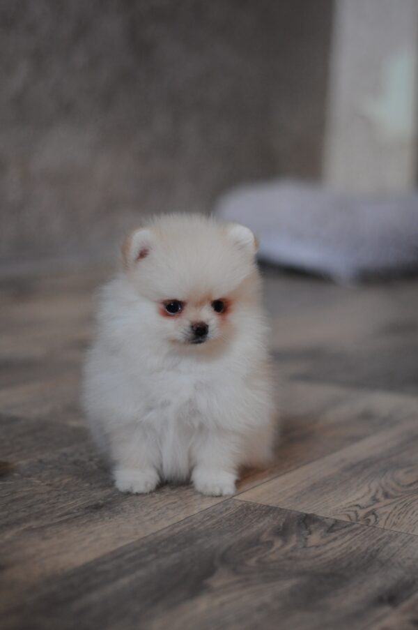 Masik Pomeranian