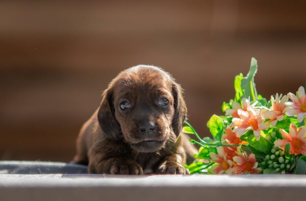 Maxi Miniature Dachshund