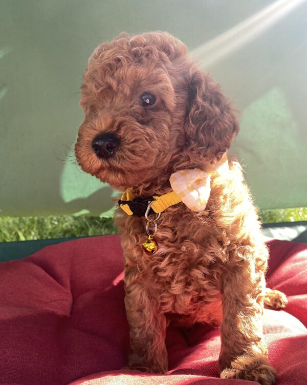 Maxik Toy Poodle