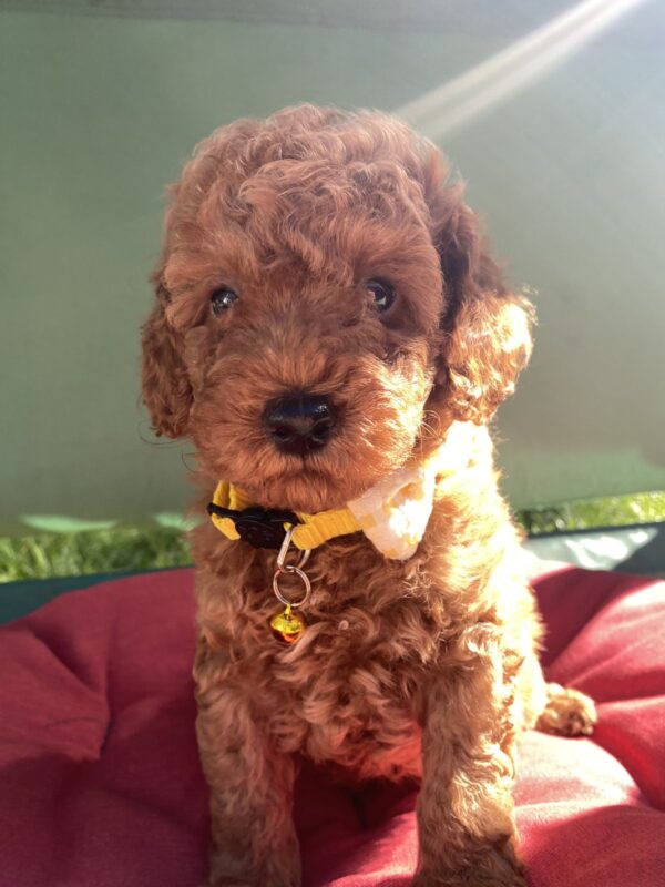 Maxik Toy Poodle