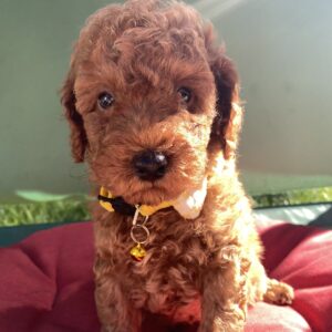 Maxik Toy Poodle