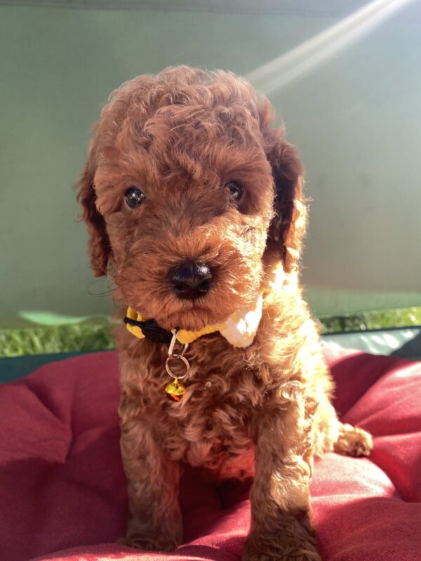 Maxik Toy Poodle