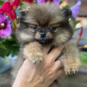 Maybach Pomeranian