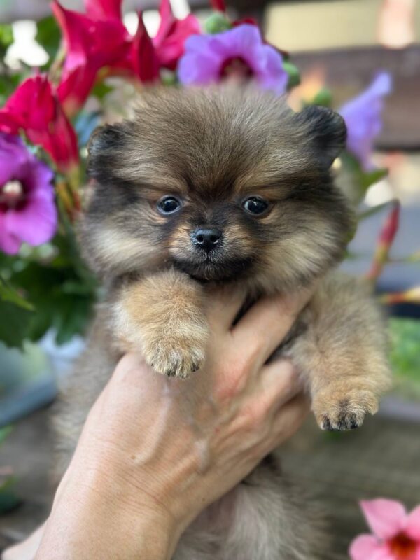 Maybach Pomeranian
